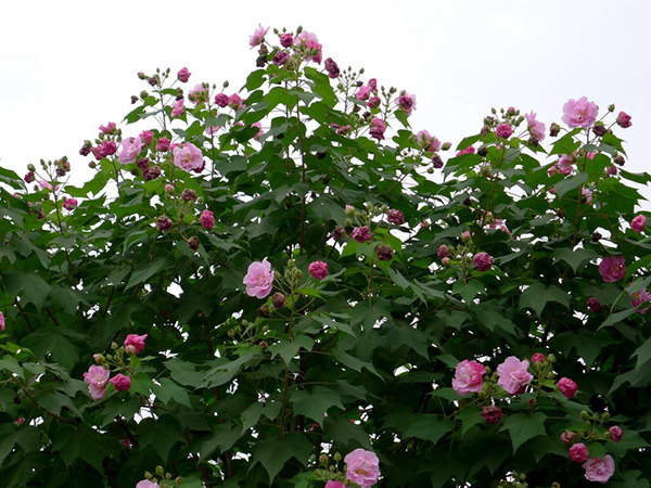 木芙蓉花的用途 木芙蓉花的价值介绍