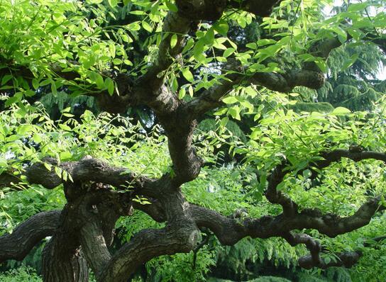 龙爪槐：生命力顽强的变型落叶乔木 龙爪槐属于什么树形的植物