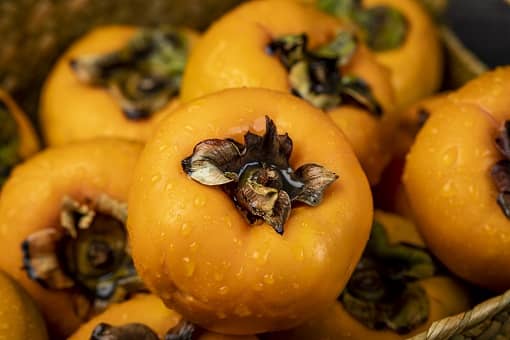 脆柿和软柿是一个品种吗（脆柿和软柿是一个品种吗视频）