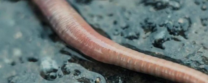 蚯蚓的身体由一节一节的什么组成