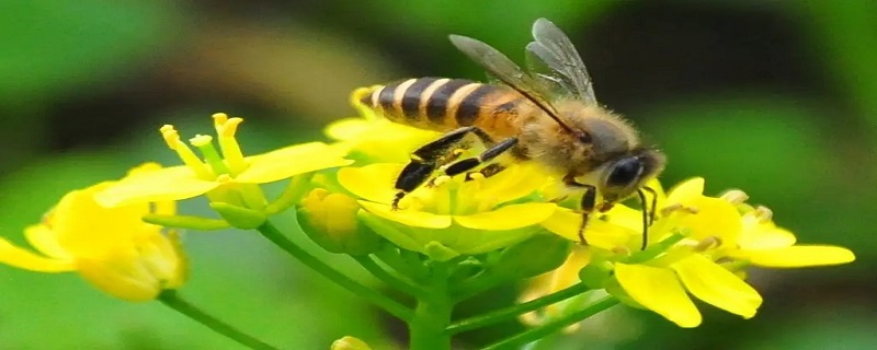 怎样防止蜜蜂拉屎在衣服上 蜜蜂拉屎在衣服上用什么可以擦掉