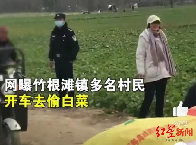 湖北种植户几百亩白菜被偷“一颗不剩”，当地村民：有人拿三轮车全拉走 警方称已处理      