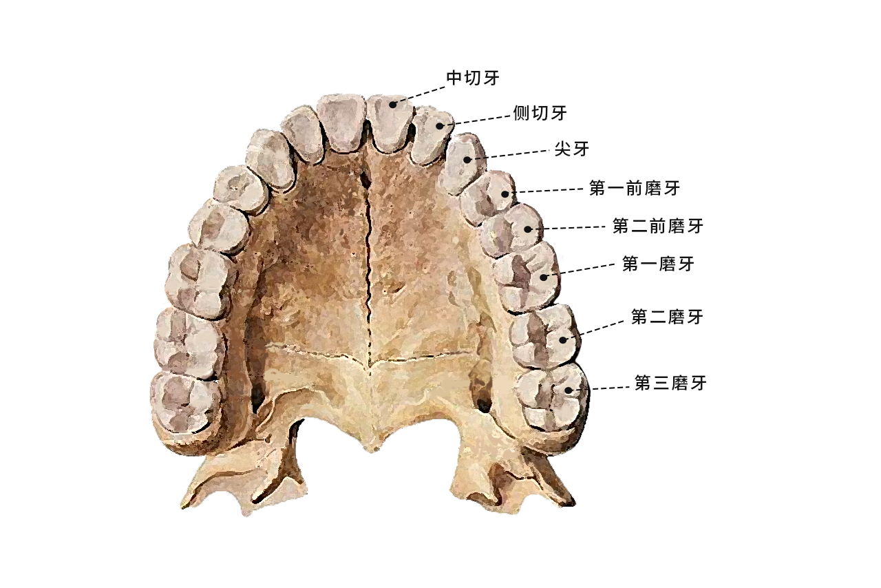 后牙轮廓图 后牙结构图