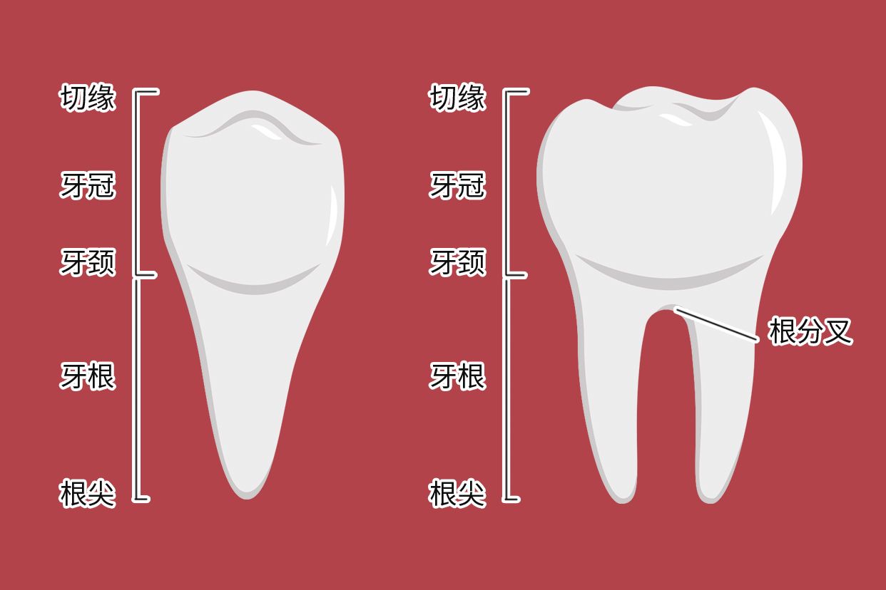 牙根颈三分之一图解（牙颈部1/3）