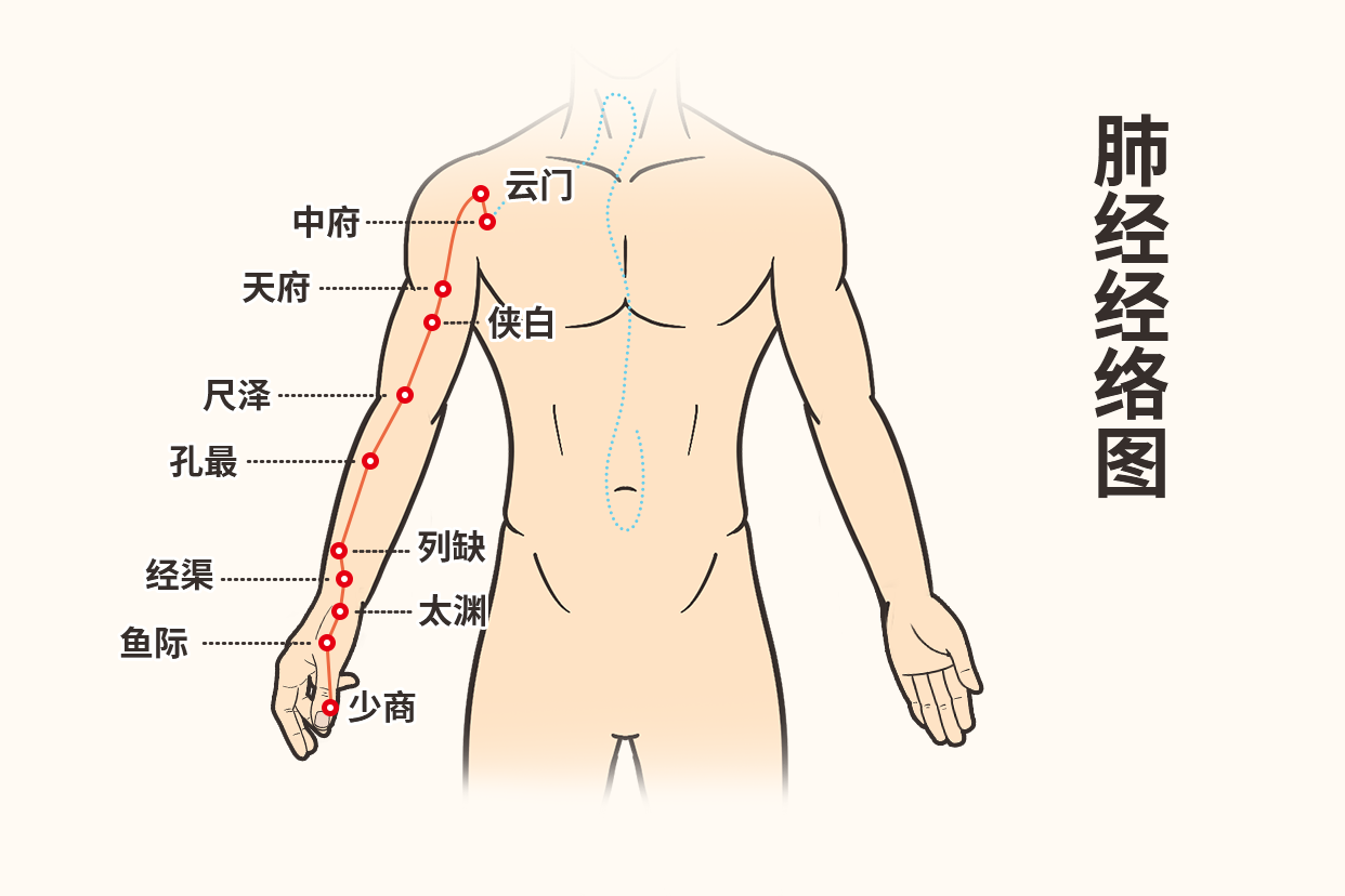 胳膊上的肺经走向图