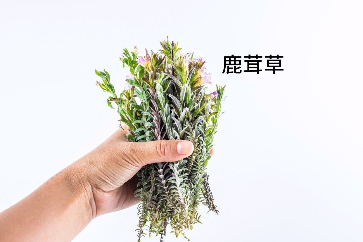 千年霜草药图片