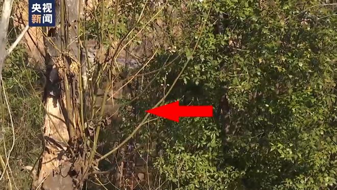 总台记者调查:胡某宇的尸体被发现现场情况
