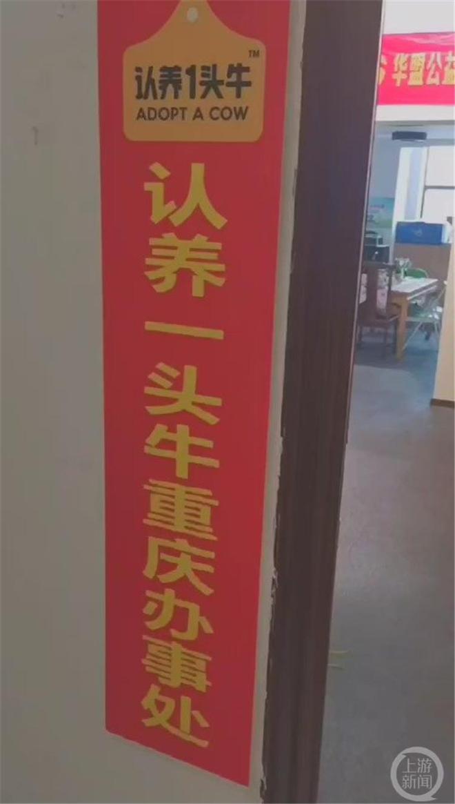 此“1头牛”非彼“一头牛” 女子投资“云养牛”被骗上万元    