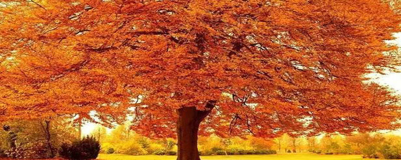 秋天还可以是什么颜色的呢为什么 秋天还会是什么颜色的呢你能模仿短文里的句子说一说吗