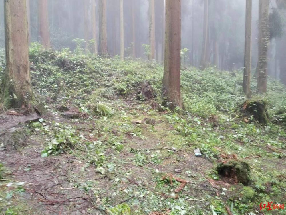 四川什邡林场中3人死亡（四川什邡市事件）