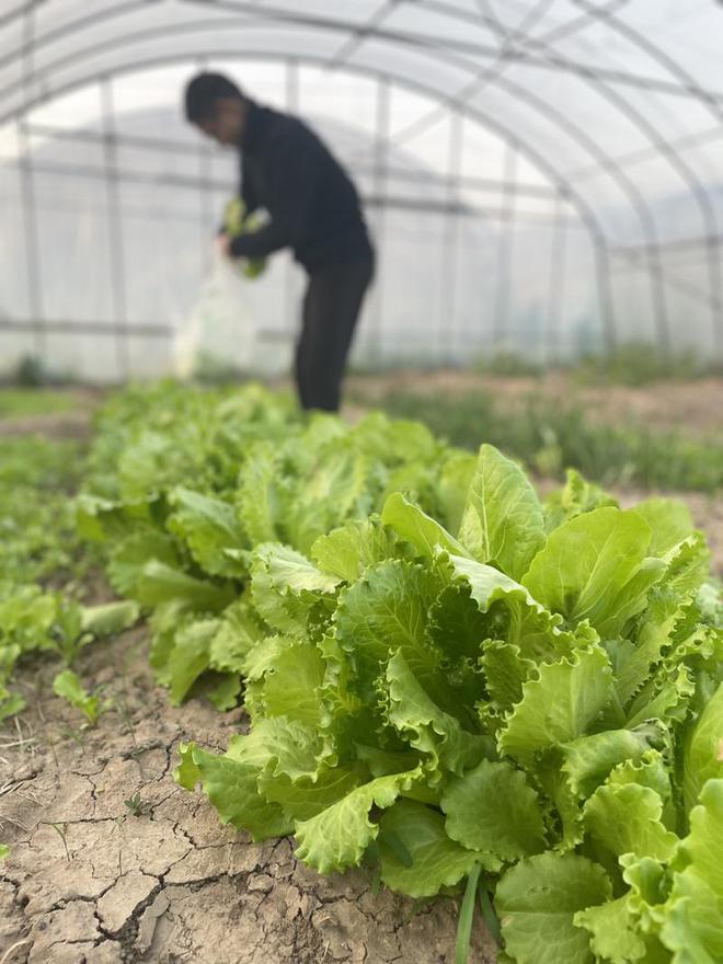 两个中年男人决定在上海郊区租地种菜 