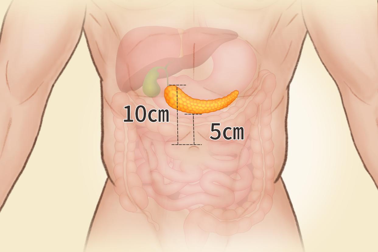 人体胰腺位置、结构图 人体胰腺的位置图