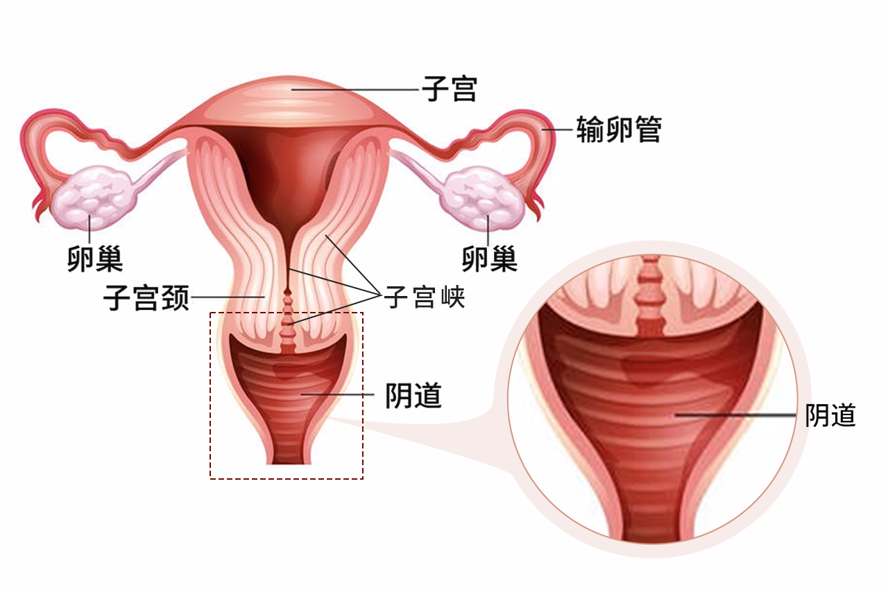 子宫下段图片 子宫下段是怎样形成的