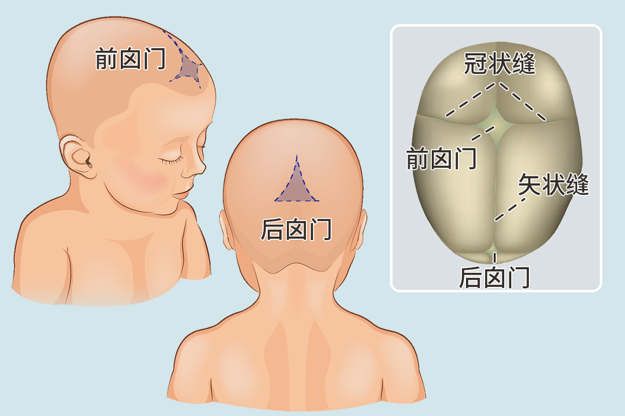 小孩囟门在哪个位置示意图