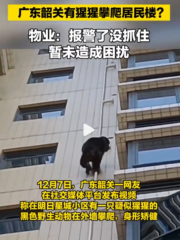 广东韶关,“猩猩”爬墙?(出猩猩 广东)