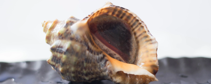 食用海螺的禁忌是什么 食用海螺的禁忌是什么意思