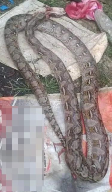 菲律宾男子咬死3米巨蟒：遭蟒蛇咬伤缠身后，他狠咬蛇脖子自救