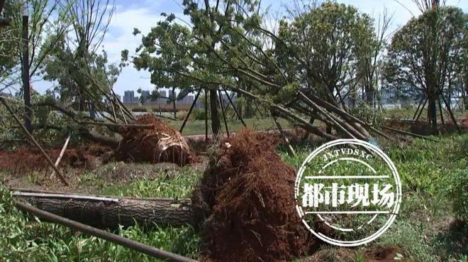 风雹灾害造成南昌、九江等11个设区市87个县(市、区,含功能区)31.3万人受灾
